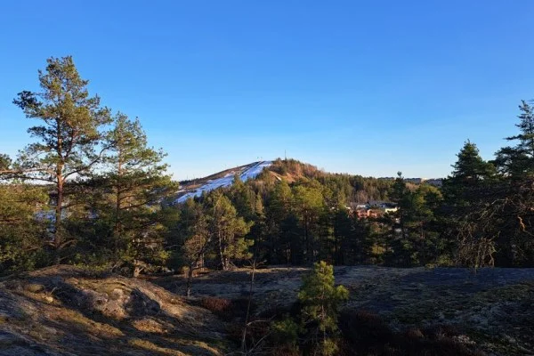 swedish forest terrain
